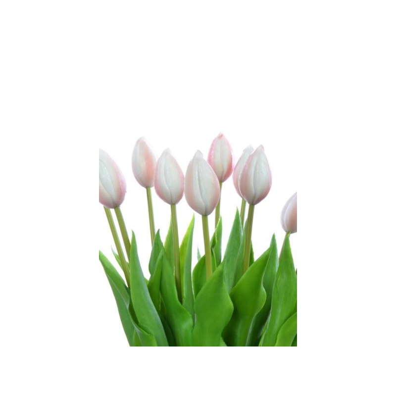 TULIPAN POJEDYNCZY GUMOWANY