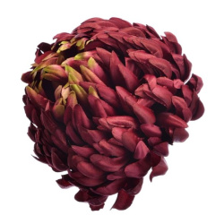 Chryzantema głowa 15cm ART037 burgundy/green