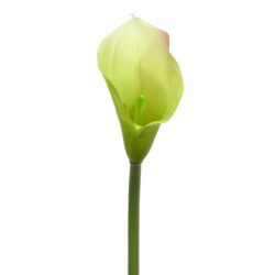 CALLA GUMA LUX 72CM SOFT GREEN PINK