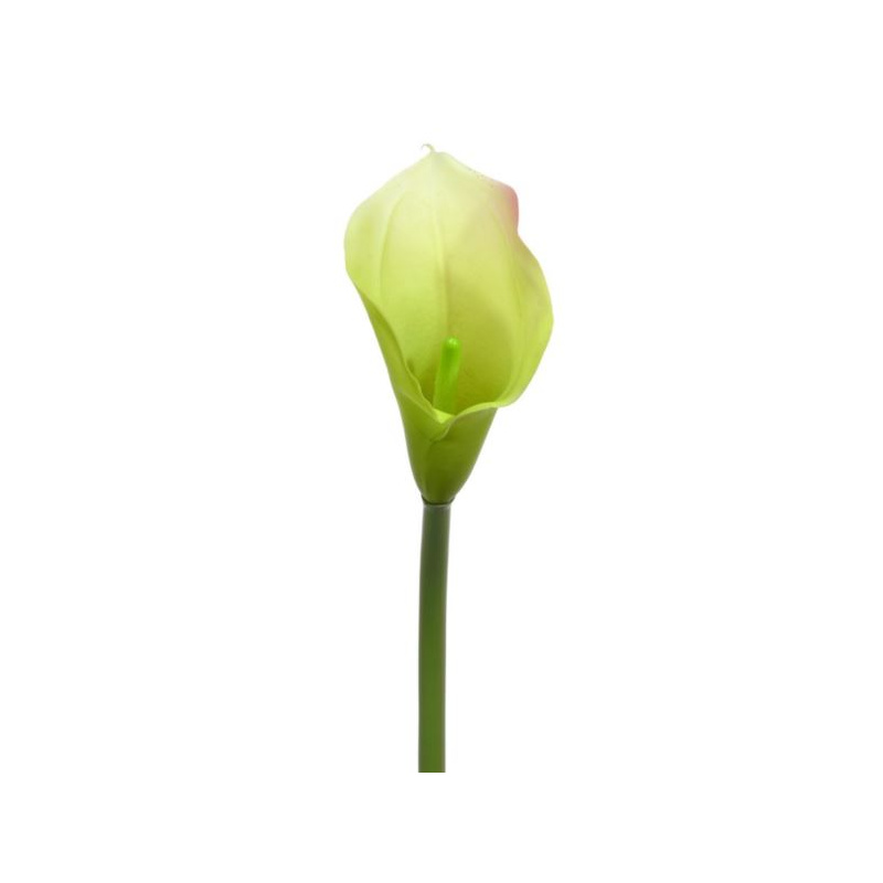 CALLA GUMA LUX 72CM SOFT GREEN PINK