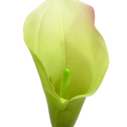 CALLA GUMA LUX 72CM SOFT GREEN PINK