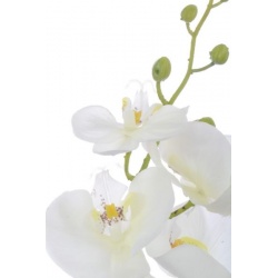 Storczyk guma 85cm Aj45598 White w yc