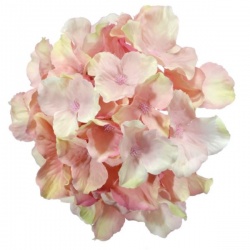 Hortensja główka 15cm sun644 flamingo