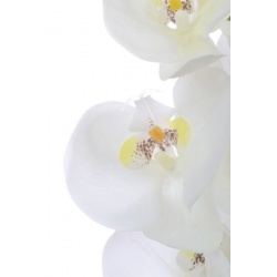 Storczyk guma 85cm Aj45598 White w yc