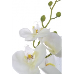 Storczyk guma 85cm Aj45598 White w yc