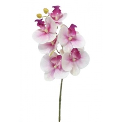 STORCZYK PHALENOPSIS 6 KWIATÓW 70CM PINK WHITE