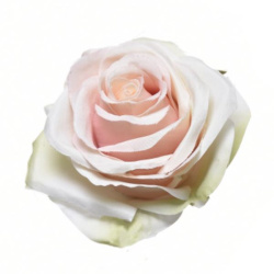 RÓŻA WYROBOWA 8CM SUN385 LT PINK LT GREEN