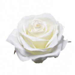 RÓŻA WYROBOWA 8CM SUN385 WHITE
