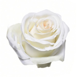 RÓŻA WYROBOWA 8CM SUN385 CREAM LT PINK