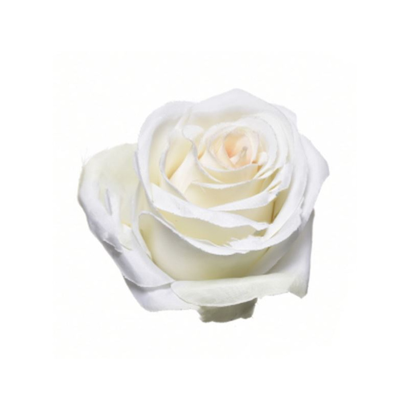 RÓŻA WYROBOWA 8CM SUN385 CREAM LT PINK