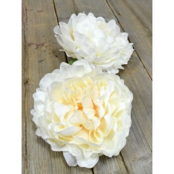 PEONIA GŁOWA 15CM SUN406 IVORY