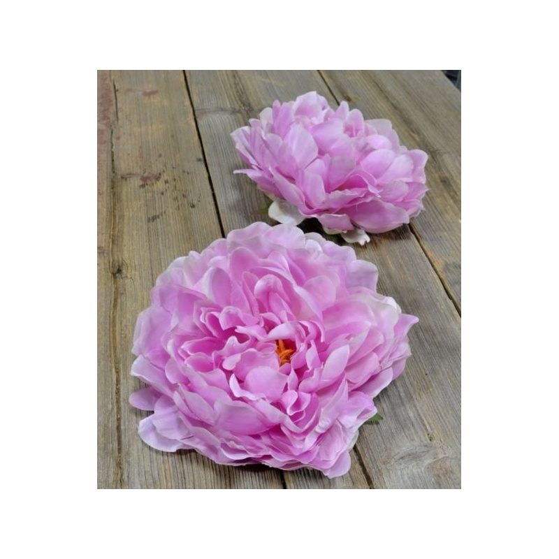 PEONIA GŁOWA 15CM SUN406 CANDY PINK