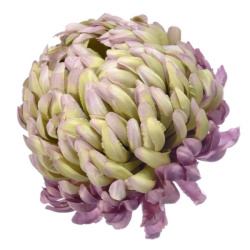 Chryzantema głowa 15cm ART037 powder violet