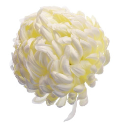 Chryzantema głowa 15cm ART037 white
