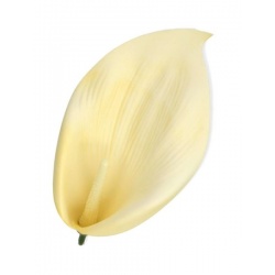 CALLA PIANKOWA GŁOWA 18CM / B0002A CREAM YELLOW