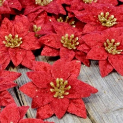 MINI POINSETIA VELVET 6,5CM PB8-00H RED GLD CENTER