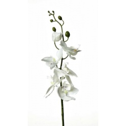 STORCZYK SINGLE ORCHID SUN437 CREAM