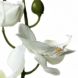 STORCZYK SINGLE ORCHID SUN437 CREAM