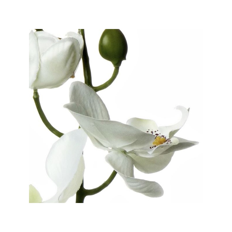 STORCZYK SINGLE ORCHID SUN437 CREAM