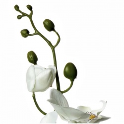 STORCZYK SINGLE ORCHID SUN437 CREAM