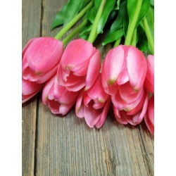 TULIPAN POJEDYNCZY GUMA - NEW 38CM BEAUTY PINK
