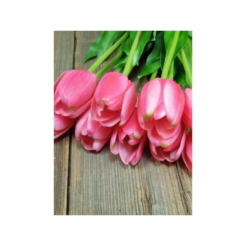 TULIPAN POJEDYNCZY GUMA - NEW 38CM BEAUTY PINK