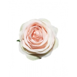 RÓŻA WYR. POPPY 7,5CM SUN564  PEACH LT.GREEN