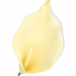 CALLA PIANKA GŁOWA H:22CM / 0055 CREAM YELLOW