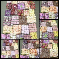 REST KWIATÓW WYROBOWYCH ROŻA HORT PEONIA DALIA-50%