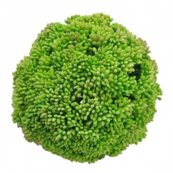 Kula sukulent drobny - natural touch ZM005  green