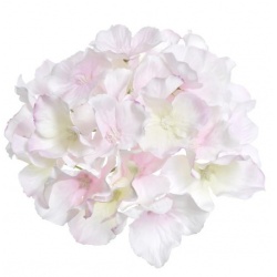 HORTENSJA GŁÓWKA 15CM SUN644 CREAM POWDER PINK