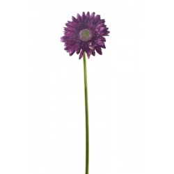GERBERA POJEDYNCZY 47CM  SUN529 PLUM