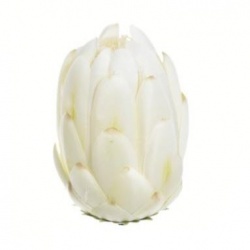 PROTEA – KARCZOCH MINI 10CM ART232 WHITE