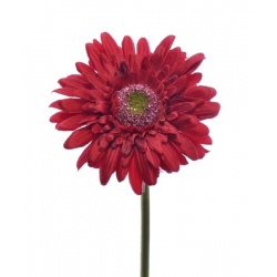 GERBERA POJEDYNCZY 47CM  SUN529 RED