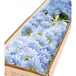 GERBERA POJ 47cm  SUN529 LT. BLUE