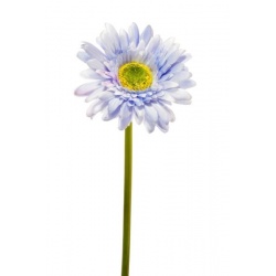 GERBERA POJ 47cm  SUN529 LT. BLUE