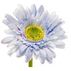 GERBERA POJ 47cm  SUN529 LT. BLUE