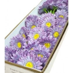 GERBERA POJ 47cm  SUN529 GRAPE