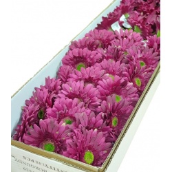 GERBERA POJEDYNCZA 47CM  SUN529 BURGUNDY