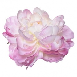 PEONIA WYROBOWA 15CM SUN406 LT PINK CREAM