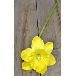 Żonkil pojedynczy 50cm sun410 yellow/green