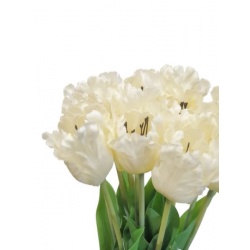 TULIPAN POJEDYNCZY 50CM ART260 CREAM