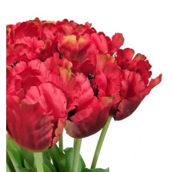 TULIPAN POJEDYNCZY 50CM ART260 RED