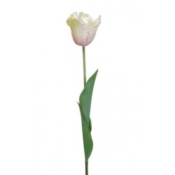 TULIPAN POJEDYNCZY 50CM ART260 CREAM EDGE PINK