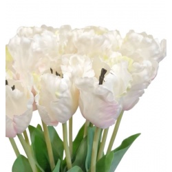 TULIPAN POJEDYNCZY 50CM ART260 CREAM EDGE PINK