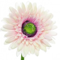 GERBERA POJEDYNCZA 47CM SUN529 POWDER PINK