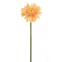 GERBERA POJEDYNCZA 47CM SUN529 LT TEA