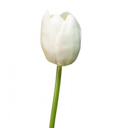 TULIPAN PIANKOWY - ŁODYGA GUMA 42CM WHITE