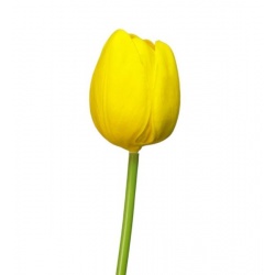 TULIPAN PIANKOWY - ŁODYGA GUMA 42CM PURE YELLOW