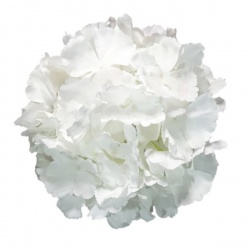 HORTENSJA DUŻA GŁOWA 22CM WHITE CREAM